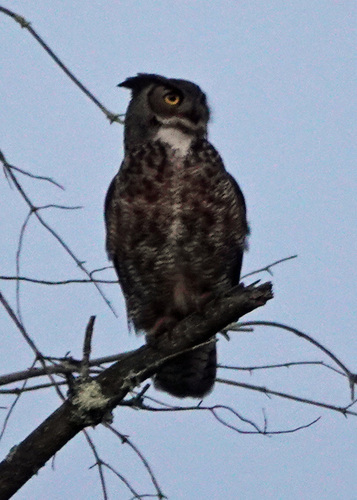 View observation of {o.common_name} on iNaturalist