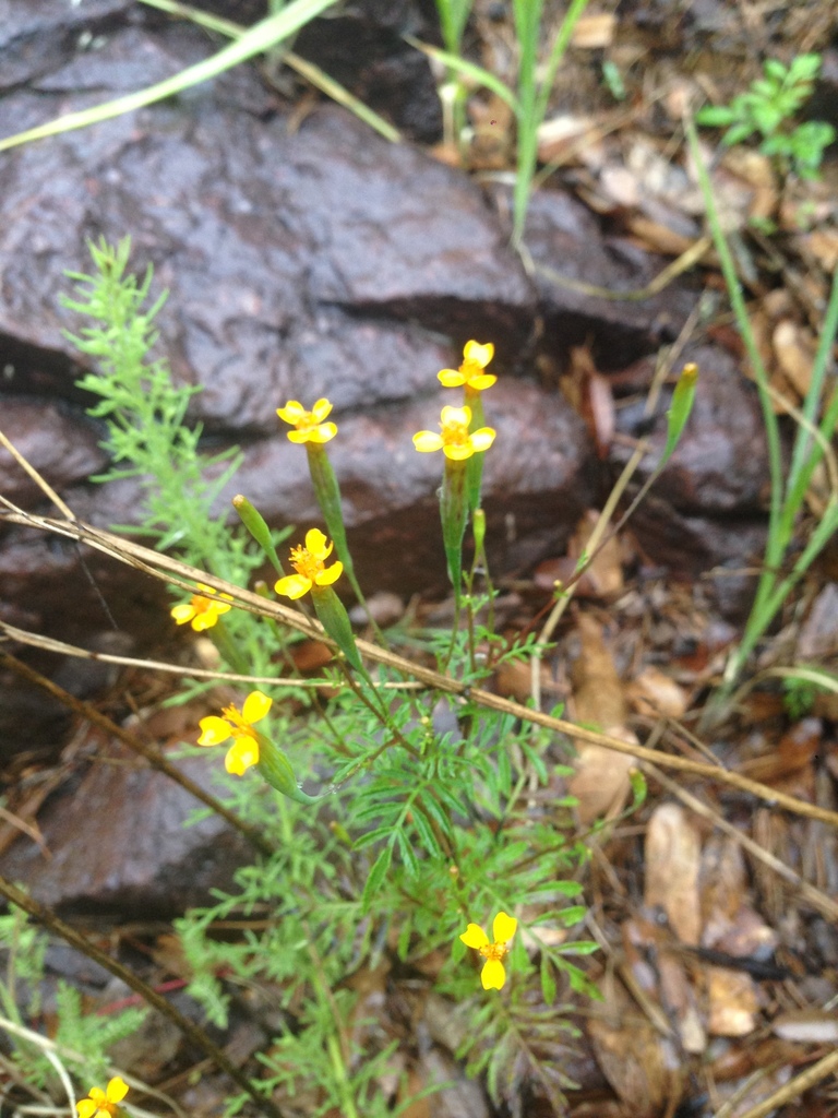 Tagetes jaliscensis