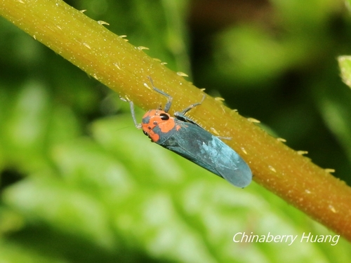 Atkinsoniella alternata, 2025-05-31