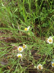 Erigeron coronarius