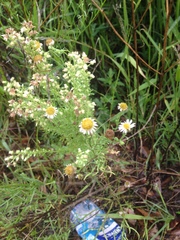 Erigeron coronarius