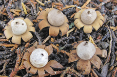 Geastrum floriforme