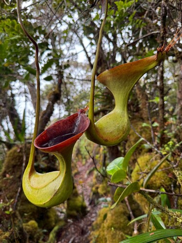 Nepenthes lowii