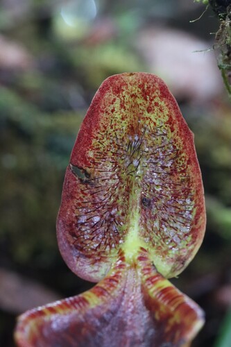 Nepenthes lowii