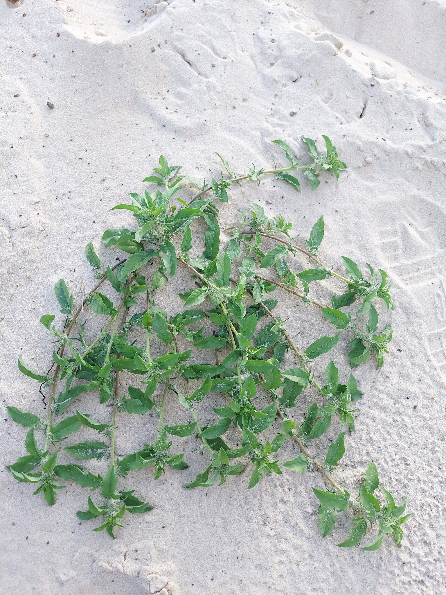 Ipomoea polymorpha — ảnh 3