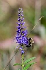 Bombus impatiens