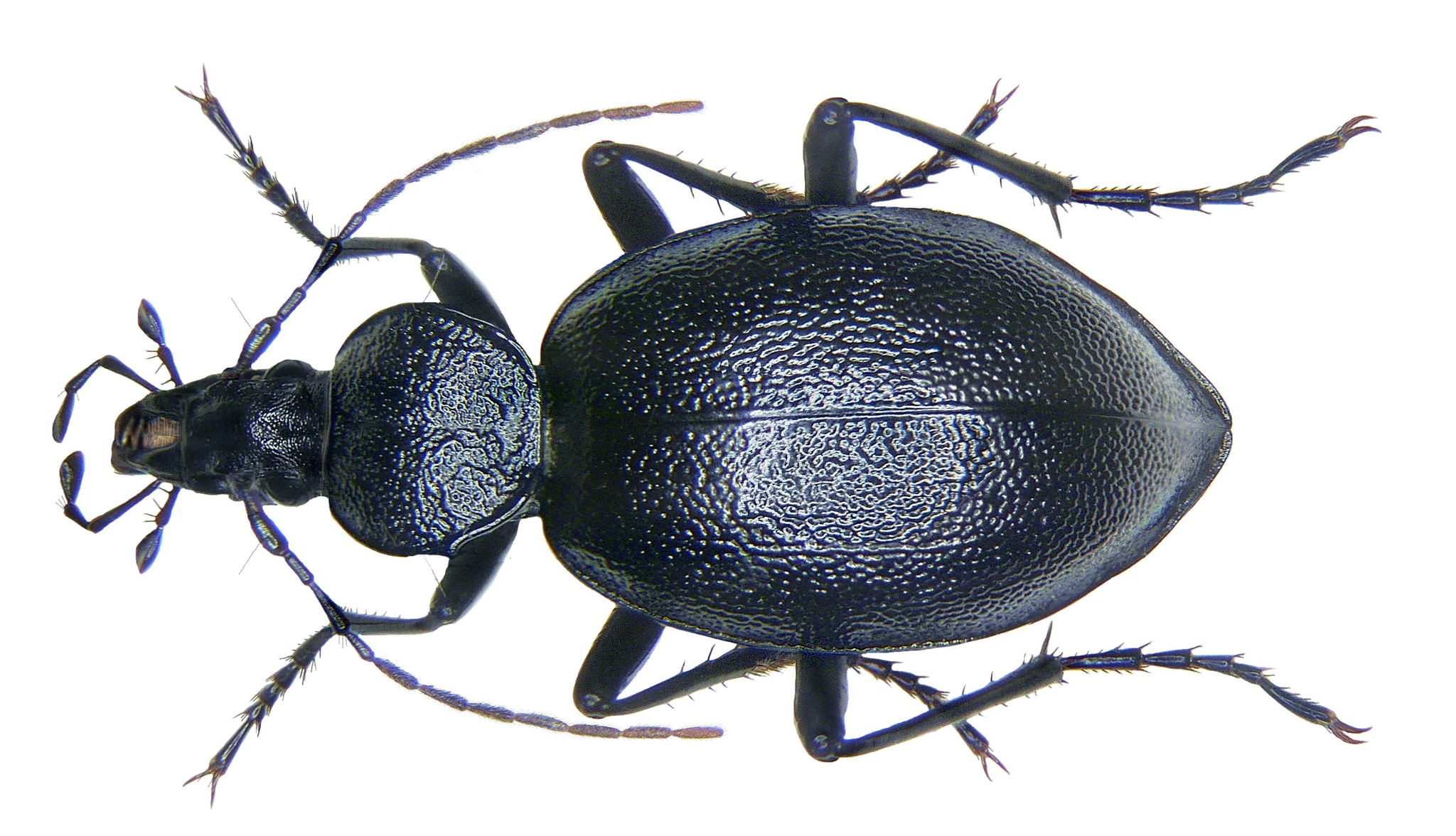 セダカオサムシ属 (属 Cychrus) · iNaturalist