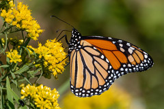 Danaus plexippus