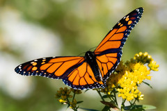 Danaus plexippus