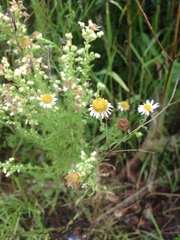 Erigeron coronarius
