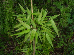 Chusquea ramosissima