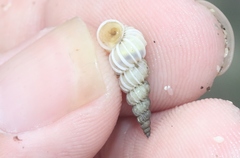 Epitonium indianorum