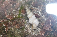 Epitonium indianorum