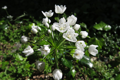 Allium neapolitanum