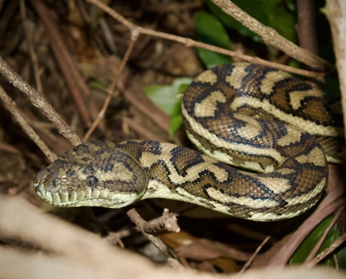 Coastal Carpet Python sighting