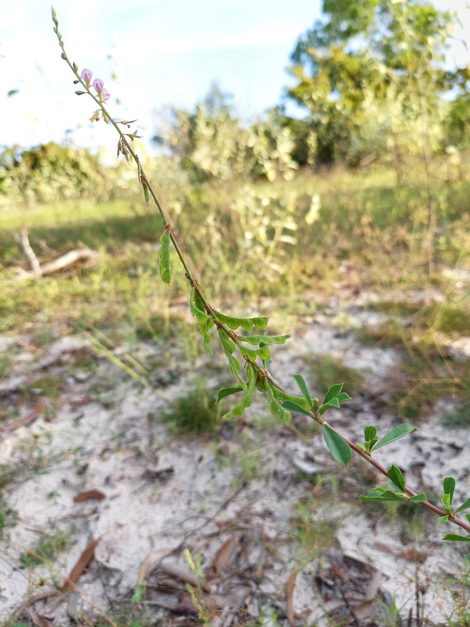 Grona harmsii (Grona harmsii)