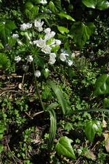 Allium neapolitanum
