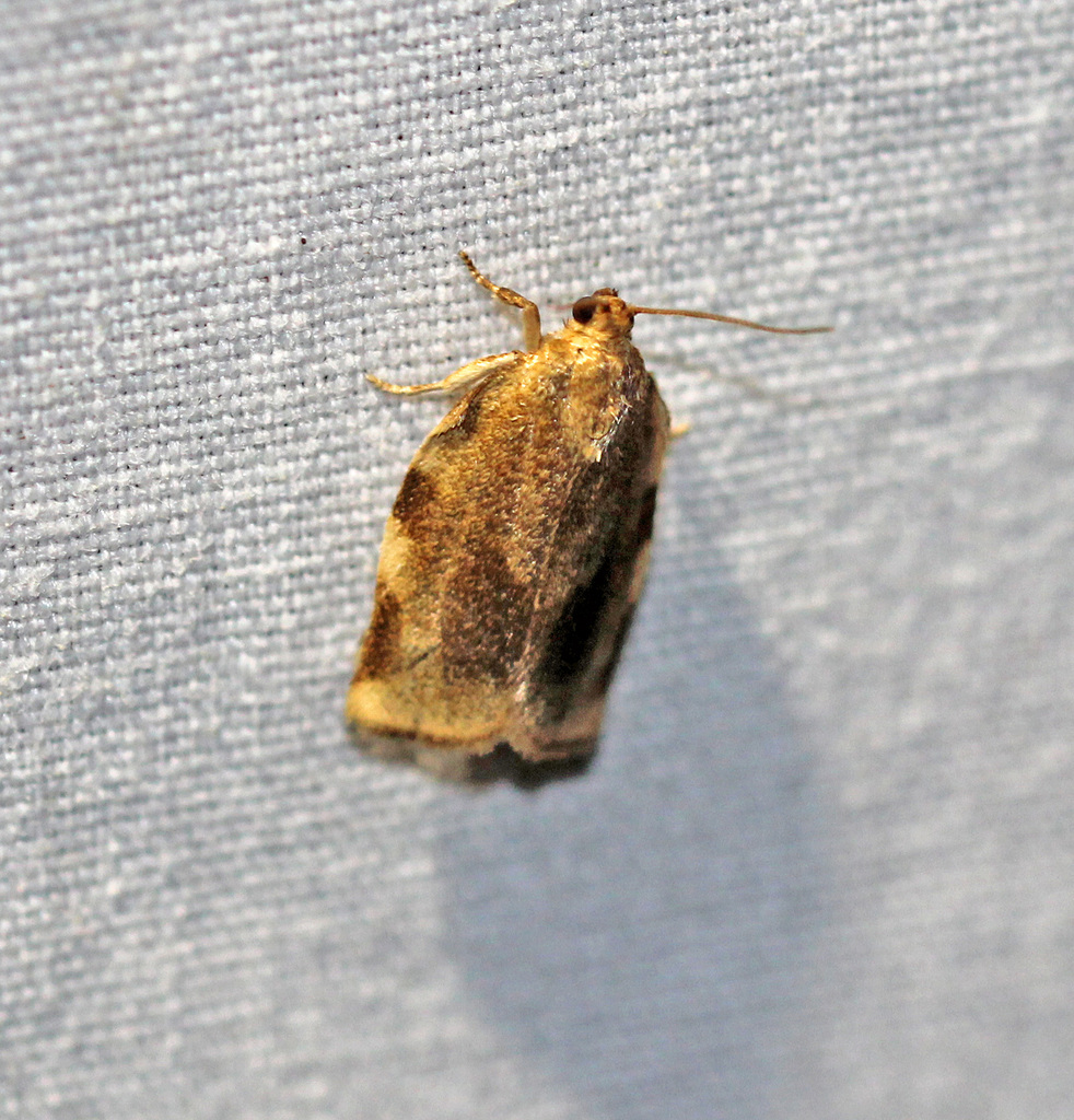 Broken-banded Leafroller Moth