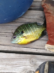 Lepomis gibbosus × macrochirus