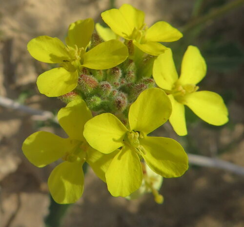 Diplotaxis harra (Diplotaxis harra)