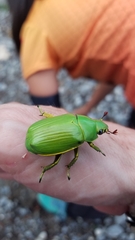 Chrysina psittacina