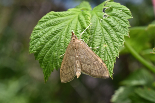 Anania mysippusalis photo 2