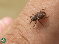 Conotrachelus dubiae