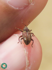 Conotrachelus dubiae