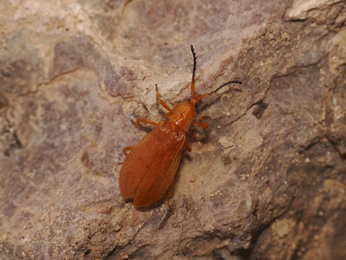 Lycus sagittatus