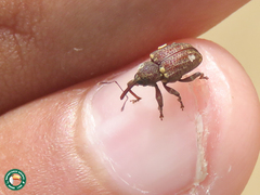 Conotrachelus dubiae