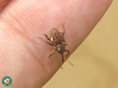 Conotrachelus dubiae