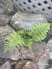 Dryopteris intermedia