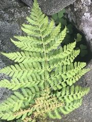 Dryopteris intermedia