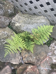 Dryopteris intermedia