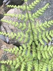 Dryopteris intermedia