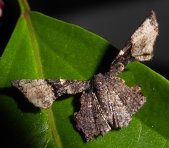 Monobolodes parvinigrata