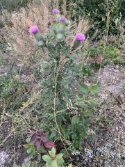 Cirsium vulgare