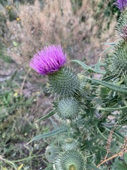 Cirsium vulgare