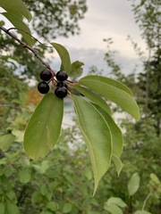 Prunus virginiana