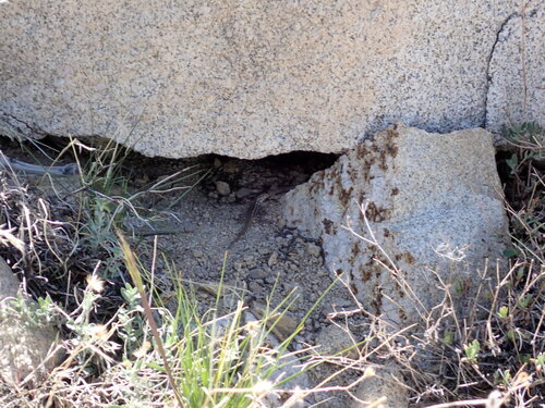 iNaturalist observation photo of Common Sagebrush Lizard