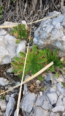 Selaginella ribae