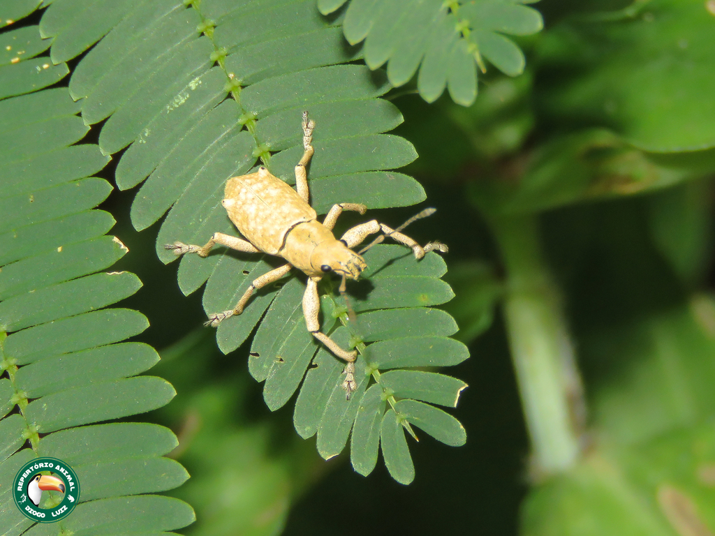 Stenocyphus
