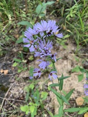 Symphyotrichum laeve