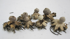 Geastrum minimum