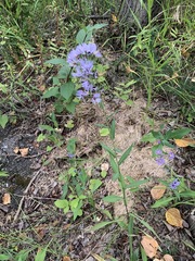 Symphyotrichum laeve