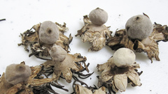 Geastrum minimum