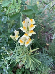 Linaria vulgaris