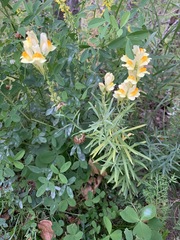 Linaria vulgaris