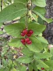 Lonicera tatarica