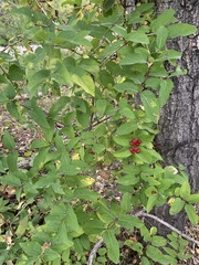 Lonicera tatarica